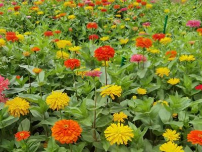 春天可以播哪些草花种子？