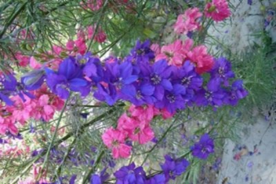 大花飞燕草属宿根花卉吗？