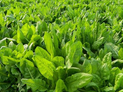 养鹅牧草种子批发价格怎么样？
