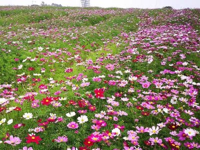 买草花种子到哪里买？