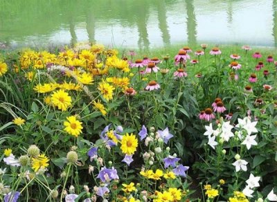 草花种子几月播种最好？
