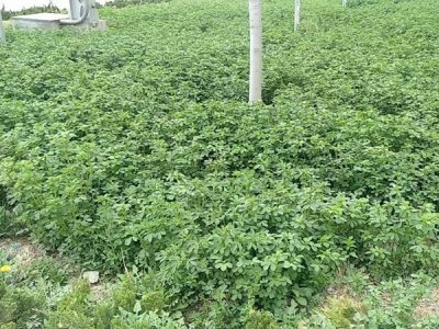 牧草种子哪里有卖？