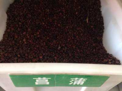 菖蒲冬天可以种植吗？