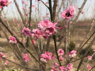 红梅耐盐碱吗？