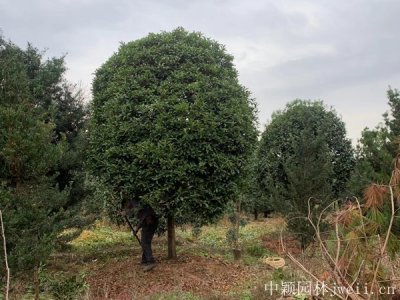 广东冬天种植桂花能活吗？