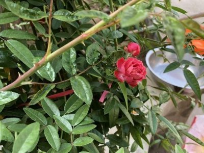 木香花生长速度快吗？