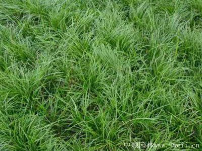 麦冬草夏季可以移植吗？