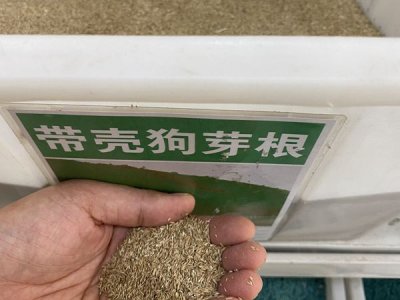 狗牙根草种在七月份能种吗？