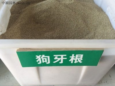 杂交狗牙根常绿吗？