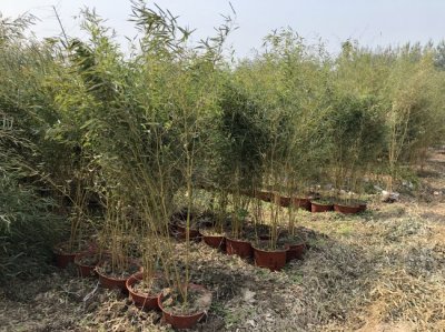 竹子6月份种植可以吗？