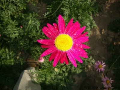 除虫菊可以在家种吗？