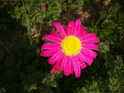 除虫菊6月播种可当年开花吗？