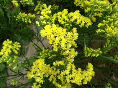 勿忘我可以在北方种植吗？