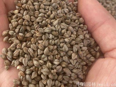 苦荞麦籽多少钱一斤？