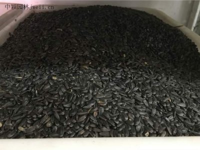 向日葵六月份可以种吗？
