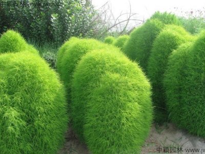 10月份适合种植地肤吗？