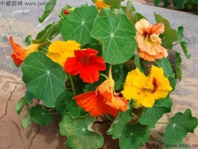 7月份播种的旱金莲当年开花吗？