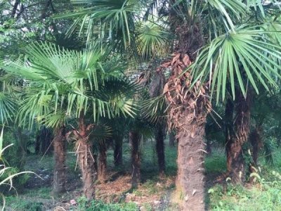 棕榈树可以在北方种植吗？