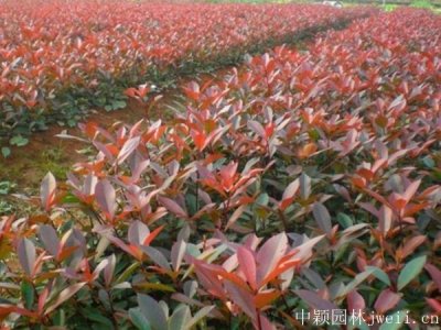 椤木石楠树移载易成活吗？