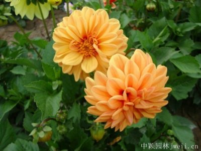 小丽花播种当年能开花吗？