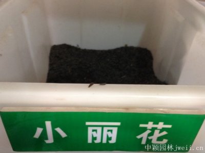 小丽花种子