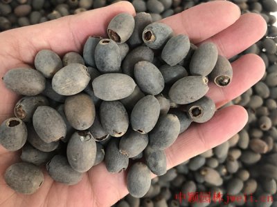 碗莲怕干旱吗？
