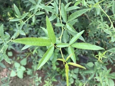 黄木香能在东北种植吗？