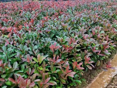 红叶石楠10月份能栽活吗？