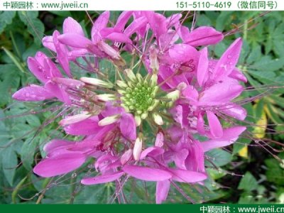 醉蝶花来年还能长出来吗？