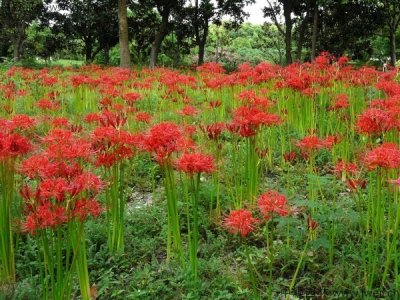 石蒜花冬天怕冻吗？