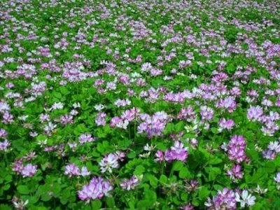 红豆草能在北方过冬吗？