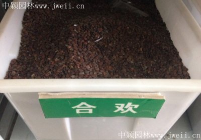 合欢花的籽可以种吗？