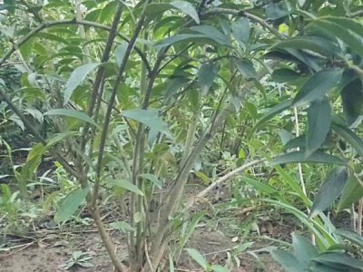 连翘多少钱一棵？ 哪里有卖的