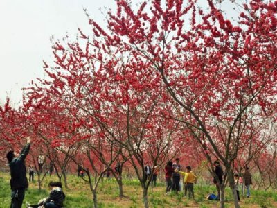 红叶李多少钱一棵，哪里有卖的