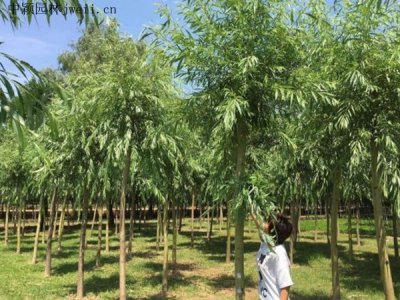 金丝柳常用的规格有哪些？